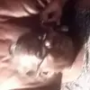 Annie Oates - @annie.oates6 - TikTok