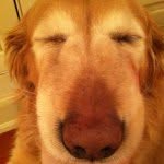 Annie O'Connell - @annie_pup - Instagram