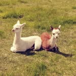 Julia Annie Raymond Ogden - @julia.ogden.984 - Instagram