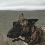 ANNIE PÅTTERSØN - @annie_the_fur_missile - Instagram
