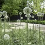 annie pearce - @anniepearcegardens - Instagram