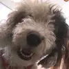 Annie Pearce - @sharkyannie - TikTok