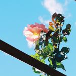 Annie Peng - @annpeng - Instagram