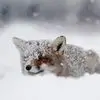 Annie Petersen - @annie.petersen7 - TikTok