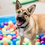 Anne Finkler & Sophie Ramsay - @soodogtalk - Instagram