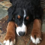 annie ramsay - @annie_the_berner - Instagram