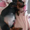 annie_royal_high - @annie_royal_high - TikTok
