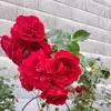 Anne Schick - @anne.schick - TikTok