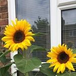 Annie Shaw - @ajs6372 - Instagram