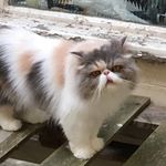 Annie Oakley Singleton - @cupofteateafortrot - Instagram