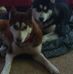 Annie and Storm  01/2020 - Facebook