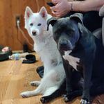Storm and Annie - @_rogue_storm_and_annie - Instagram