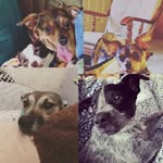 Storm_Annie_Mingo_Bandit - @storm_annie_mingo_and_bandit - Instagram