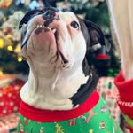 Anne Stover - @oregonchickinohio - Instagram