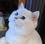 Annie Tao - Facebook