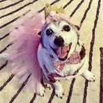 Annie Walsh - @annie_the_scut_mutt - Instagram