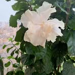 Anne Ward - Facebook