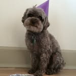 Annie Ward - @lilanniedog - Instagram