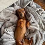 Annie Wilcox - @dilhansdfcsf - Instagram