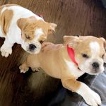 Annie & Winston - @annie_and_winnie - Instagram