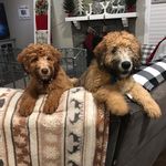 Annie and Winston - @hootsofwhoodles - Instagram