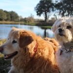 annie, winston, and bailey - @annieandwinston - Instagram