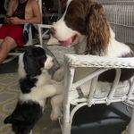 Winston and Annie Mains - @winston_annie_springerlove - Instagram