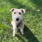 Frances “Frannie” Bean Geraghty - @wirefoxfrannie - Instagram