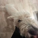 Annika Andersen - @perle_boden - Instagram
