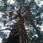 Anshuman Khanna - @save_the_nature.com_ - Instagram
