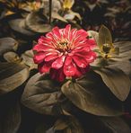 Anshuman Nanda - Facebook