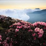 Anshuman Nayak1 - Facebook