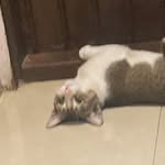 Anshuman Rath - @leandoer76 - Instagram