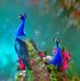 Anshuman Saha - Facebook