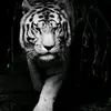 Anshuman Saxena - @user5047660538001 - TikTok