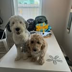 Ansley, Carter, Ollie & Otis - @life_with_ansandcart - Instagram