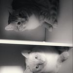 Ansley King - @pet_sta_gram_ - Instagram