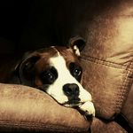 Ansley Lane - @sweet_samson_the_boxer - Instagram