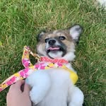 Ansley Morgan Gibson - @milliesgreatadventures - Instagram