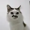 Anson Chin - @anson.chin5 - TikTok