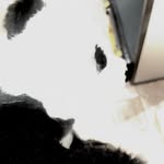 Anson Ng - @wzkw901 - Instagram
