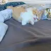 Anson Zhang - @anson.zhang46 - TikTok