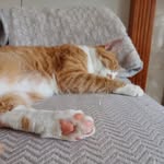 Ant Morgan - @jinatucat - Instagram