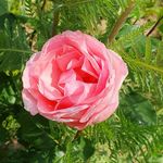 Anthea Rose 🌹 - @anthea_rose_2024 - Instagram