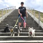 Anthea The Dog Walker - @thedogsfrolics - Instagram