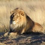 Anthony Acciarello - @lion_watcher121 - Instagram