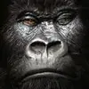 Anthony Arcaro721 - @user983670738 - TikTok