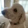 PETKO_AC - @anthony.bahri - TikTok