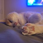 Anthony Barbato - @anthony.barbato.71 - Instagram