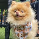 Anthony Beaver 🐶 - @anthony_spitz_beaver - Instagram